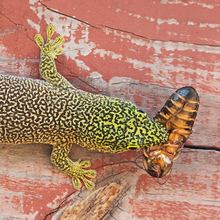Zombitse - Standing's day gecko